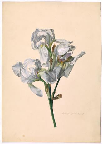 Leopold Zinnögger, Fliederfarbene Iris, 1835, Aquarell auf Papier, 48 × 33,8 cm, Schenkung Samm…