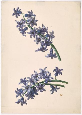 Leopold Zinnögger, Fliederfarbene Hyazinthe, 1830/1840, Aquarell auf Papier, 35 × 24,7 cm, Sche…