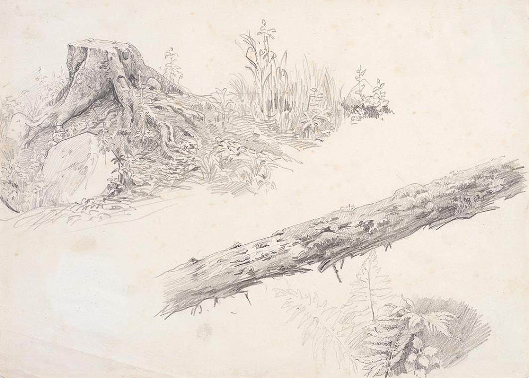 Theodor Alphons, Baumstudien. Stumpf und Stamm, 1882/1894, Bleistift auf Papier, 20,4 × 28,8 cm…