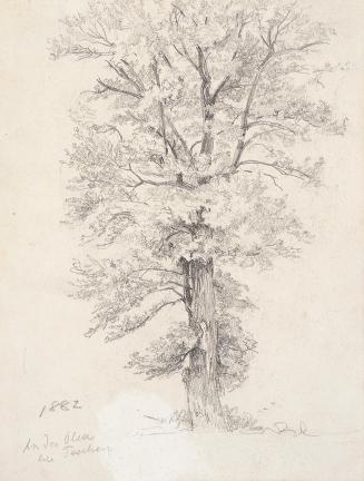 Theodor Alphons, Baumstudie. An der Olsa bei Teschen - verso: Fünf Bäume, 1882, Bleistift auf P…