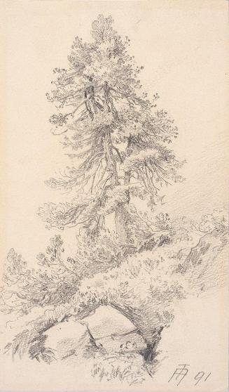 Theodor Alphons, Einsame Bergföhre, 1891, Bleistift auf Papier, 18 × 10,8 cm, Belvedere, Wien, …