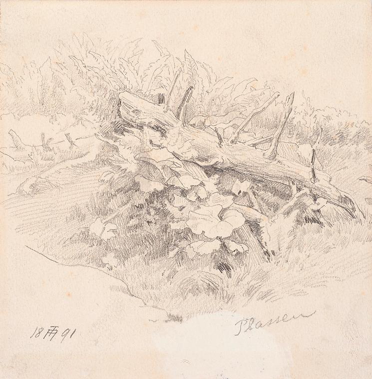 Theodor Alphons, Plassen. Gehölz mit Vegetation, 1891, Bleistift auf Papier, 14,8 × 14 cm, Belv…