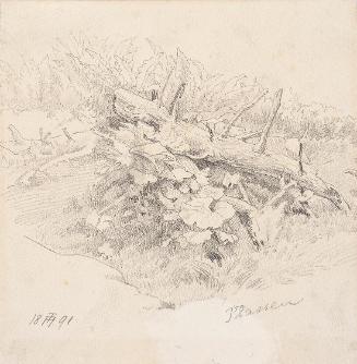 Theodor Alphons, Plassen. Gehölz mit Vegetation, 1891, Bleistift auf Papier, 14,8 × 14 cm, Belv…