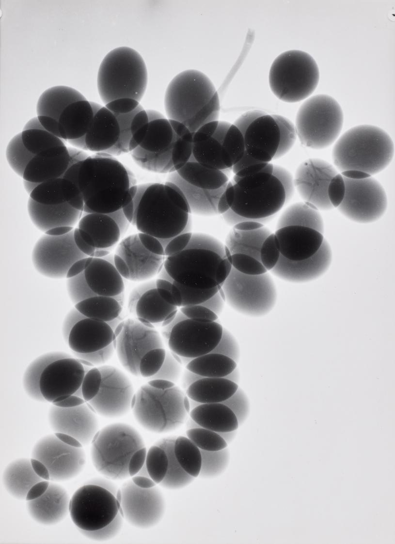 Herbert W. Franke, Röntgen-Weichstrahlen Weintraube, undatiert, Blattmaße: 22,8 × 17 cm, 2019 S…