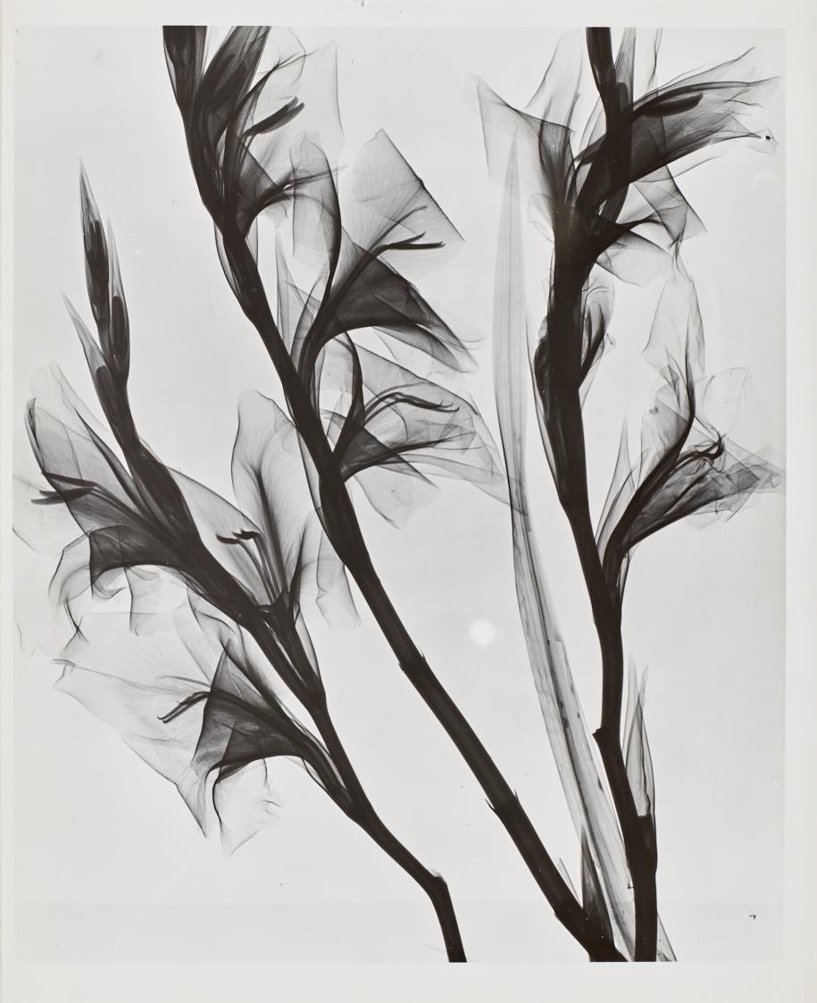 Herbert W. Franke, Röntgen-Weichstrahlen Schnittblumen, undatiert, Darstellungsmaße: 27,2 × 22,…