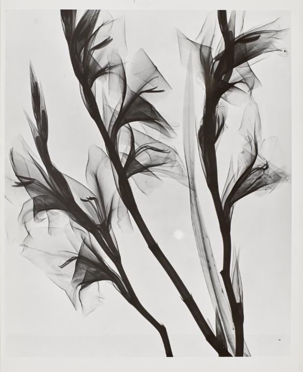 Herbert W. Franke, Röntgen-Weichstrahlen Schnittblumen, undatiert, Darstellungsmaße: 27,2 × 22,…