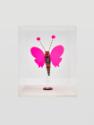 Renate Bertlmann, Farphalla Impudica 4, 1985, Mischtechnik, Goldlack, Flitter, Plexiglas, Metal…