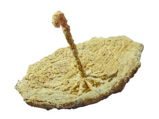 Wolfgang Paalen, Nuage articulé II, 1937/1940, Schirm, mit Naturschwämmen besetzt, 66 × 94 cm, …