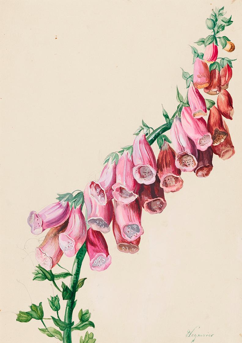 Sebastian Wegmayr, Fingerhut, undatiert, Aquarell auf Papier, 1830/1840, Blattmaße: 30,4 × 21,7…