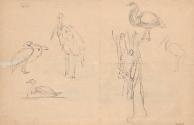Franz Barwig, Entwurf zu einer Pelikangruppe, um 1905/1906, Schwarze Kreide aus Papier, 30,4 × …