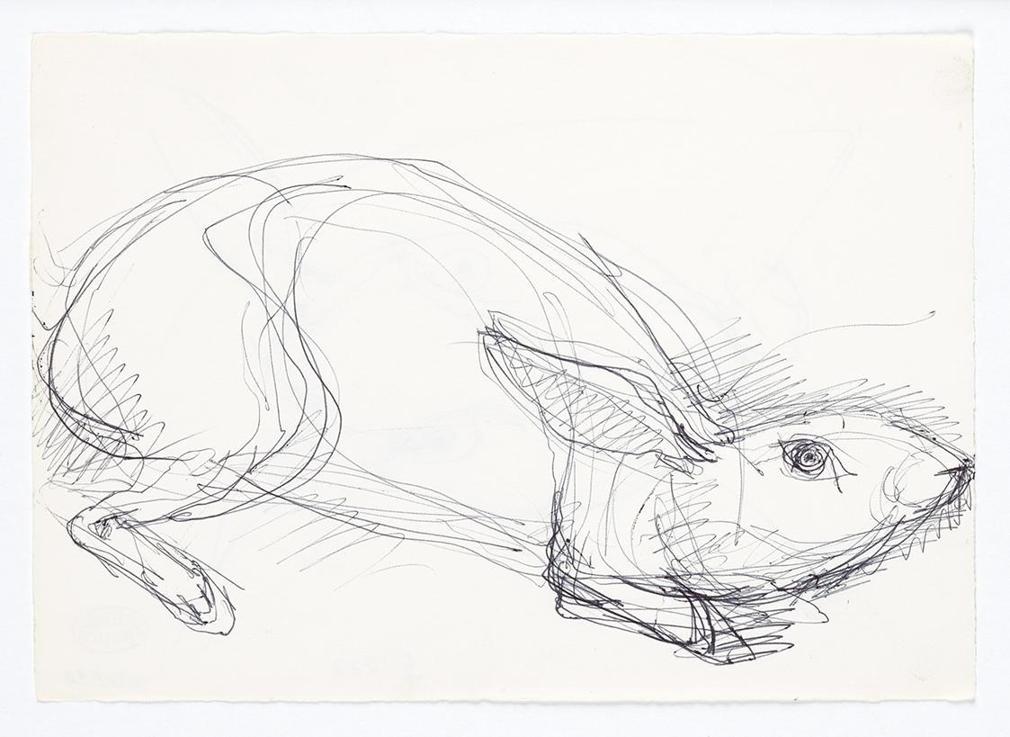 Georg Ehrlich, Hasenskizze, 1964, Kugelschreiber, 14,7 × 20,8 cm, Belvedere, Wien, Inv.-Nr. 102…
