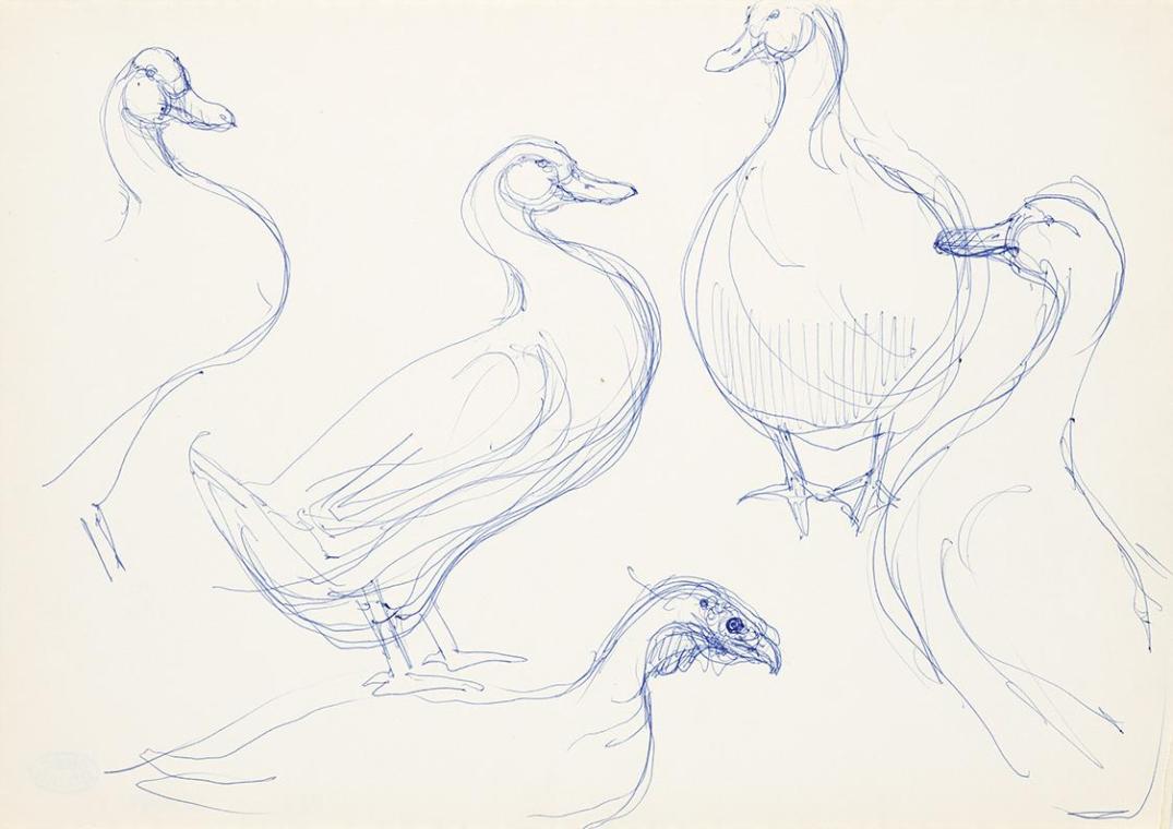 Georg Ehrlich, Entenstudie, um 1959, Kugelschreiber, 21 × 29,7 cm, Belvedere, Wien, Inv.-Nr. 10…