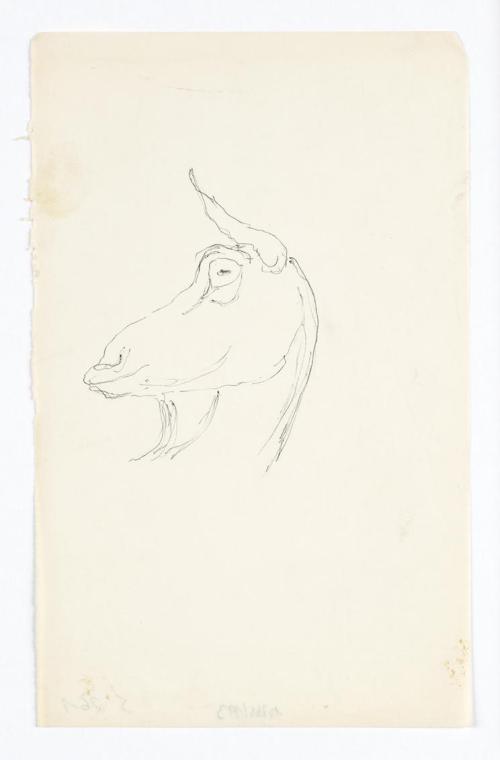 Georg Ehrlich, Ziegenkopf, Kugelschreiber auf Transparentpapier, 20,2 × 12,5 cm, Belvedere, Wie…