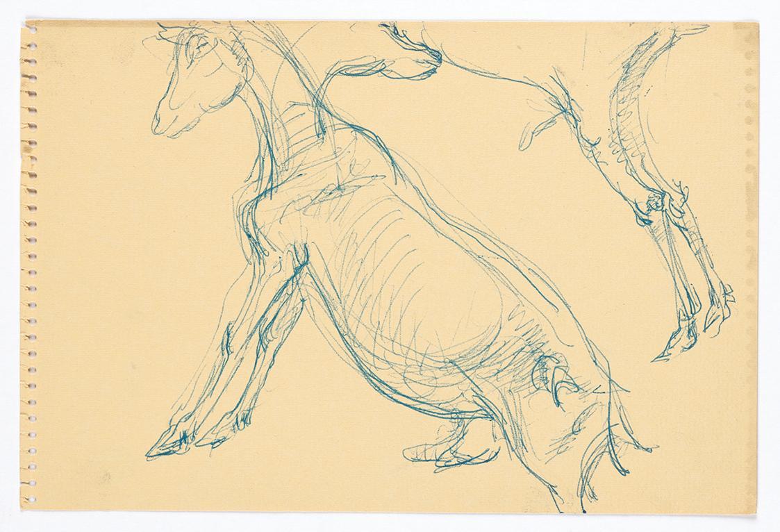 Georg Ehrlich, Ziegenstudie, Kugelschreiber, 15,2 × 22,8 cm, Belvedere, Wien, Inv.-Nr. 10265/19…