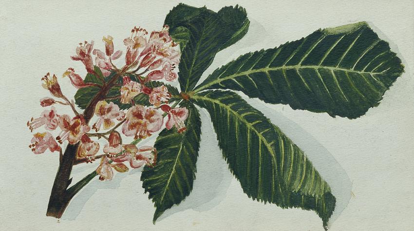 Unbekannter Künstler, Kastanienzweig, um 1920, Tempera auf Papier, 14 x 23,5 cm, Belvedere, Wie…