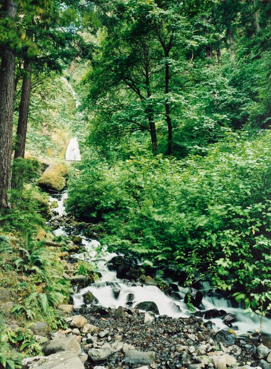 Wahkeenah Falls Lower, The Last Time I Saw You