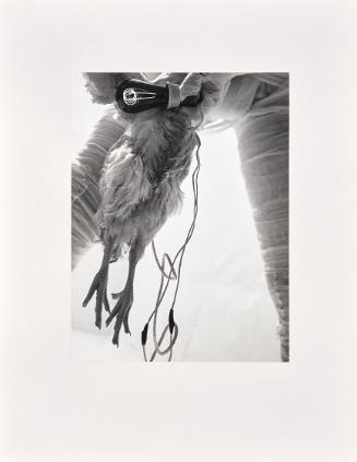 Rudolf Schwarzkogler, 6. Aktion, 1966, Fotografie, 40,2 × 30,3 cm, Belvedere, Wien, Inv.-Nr. 88…