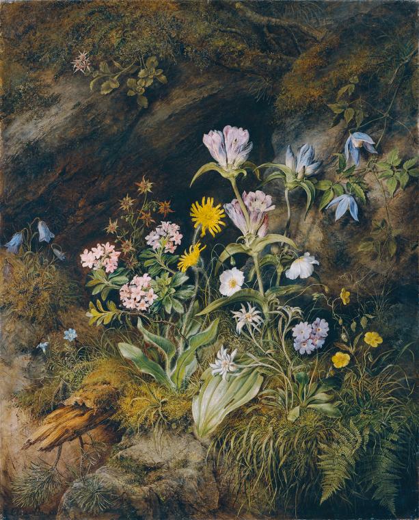 Theodor Josef Petter, Alpine Flora, 1853, Öl auf Leinwand, 89 x 72 cm, Belvedere, Wien, Inv.-Nr…
