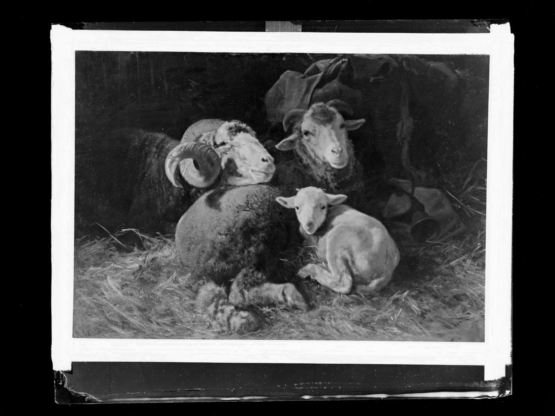Josef Löwy – k. u. k. Hof-Photograph, Kunst- und Verlags-Anstalt, Schafe im Stall, 1888–1891, O…