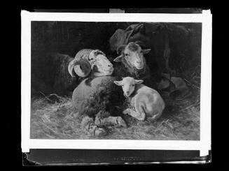 Josef Löwy – k. u. k. Hof-Photograph, Kunst- und Verlags-Anstalt, Schafe im Stall, 1888–1891, O…
