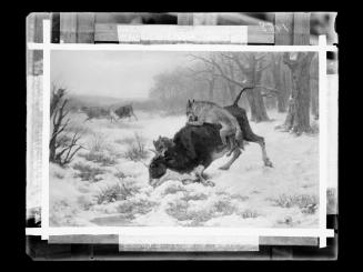 Josef Löwy – k. u. k. Hof-Photograph, Kunst- und Verlags-Anstalt, Eine Kuh wird von Wölfen ange…