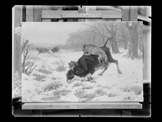 Josef Löwy – k. u. k. Hof-Photograph, Kunst- und Verlags-Anstalt, Eine Kuh wird von Wölfen ange…