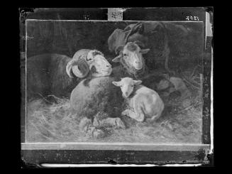 Josef Löwy – k. u. k. Hof-Photograph, Kunst- und Verlags-Anstalt, Schafe im Stall, 1888–1891, O…