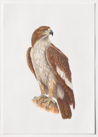 Jasmina Cibic, Dawn Chorus - Egypt, 2024, Bleistift, Farbstift, Tinte, Aquarell auf Papier, Bla…