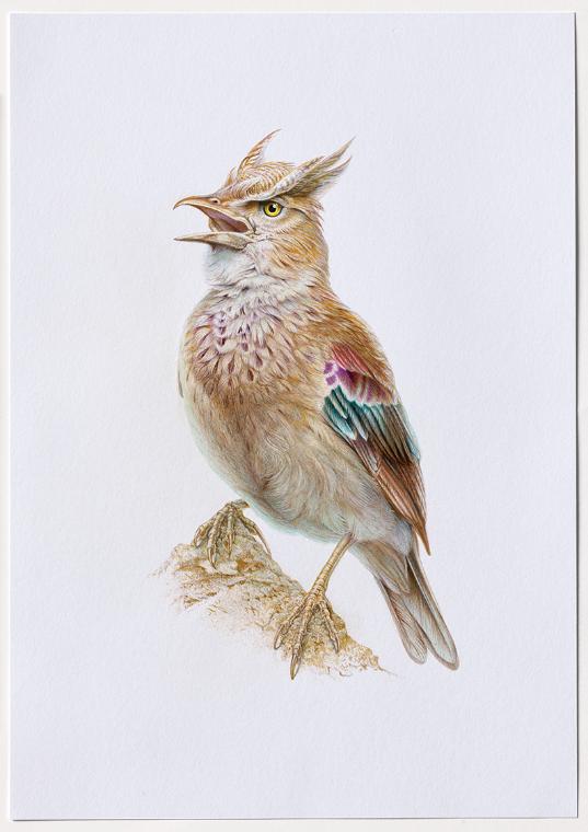 Jasmina Cibic, Dawn Chorus - Syria, 2024, Bleistift, Farbstift, Tinte, Aquarell auf Papier, Bla…