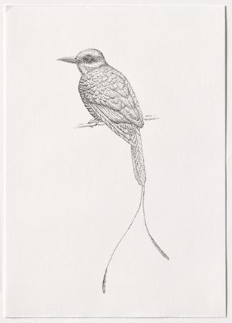 Jasmina Cibic, Dawn Chorus - Pakistan, 2024, Bleistift, Farbstift, Tinte, Aquarell auf Papier, …