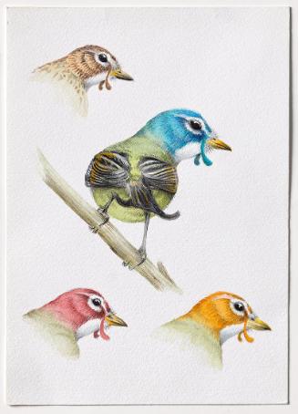 Jasmina Cibic, Dawn Chorus - India, 2024, Bleistift, Farbstift, Tinte, Aquarell auf Papier, Bla…