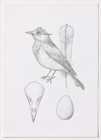Jasmina Cibic, Dawn Chorus - Afghanistan, 2024, Bleistift, Farbstift, Tinte, Aquarell auf Papie…