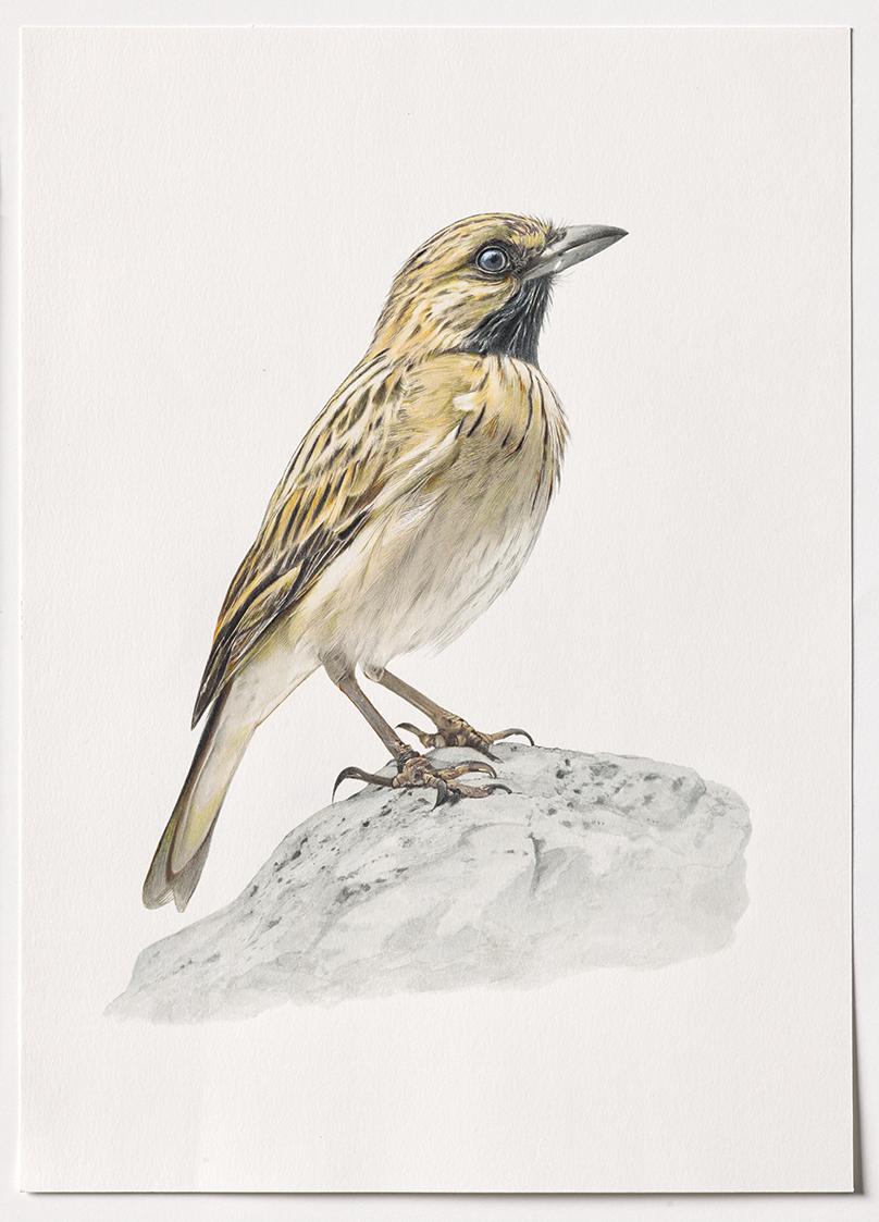 Jasmina Cibic, Dawn Chorus - Tunisia, 2024, Bleistift, Farbstift, Tinte, Aquarell auf Papier, B…