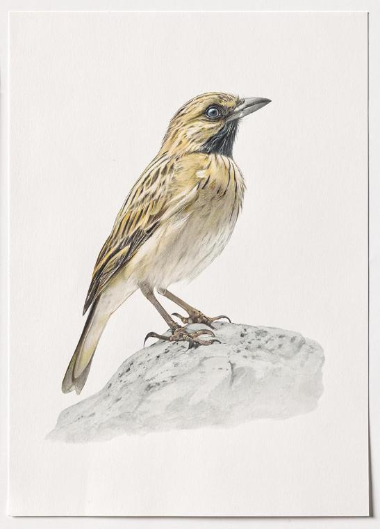 Jasmina Cibic, Dawn Chorus - Tunisia, 2024, Bleistift, Farbstift, Tinte, Aquarell auf Papier, B…