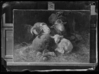 Josef Löwy – k. u. k. Hof-Photograph, Kunst- und Verlags-Anstalt, Schafe im Stall, 1888–1891, O…