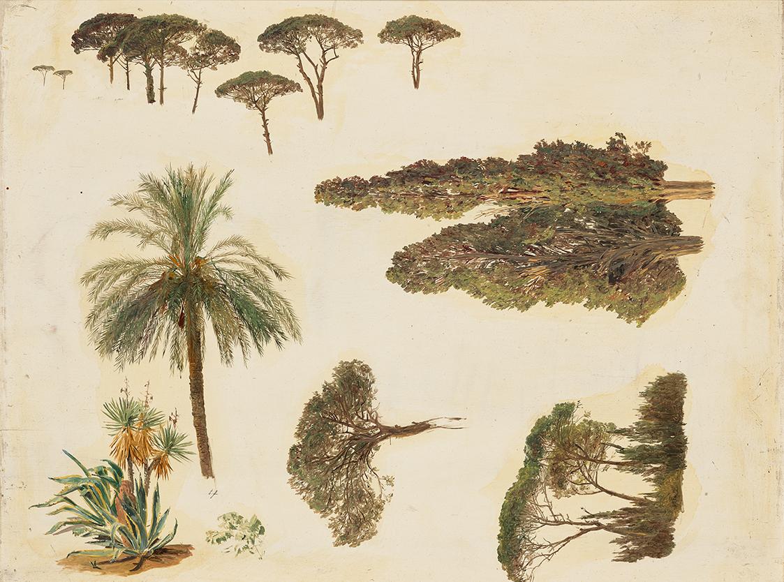 Tree Studies in Rome