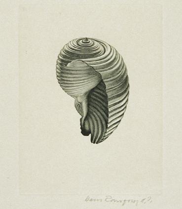 Hans Ranzoni d. J., Meeresschnecke, 1966, Kupferstich, 13 x 10 cm, Belvedere, Wien, Inv.-Nr. 81 ...