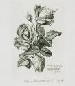 Hans Ranzoni, Zwei Rosen, 1987, Kupferstich auf Papier, 9,5 × 6,8 cm, Belvedere, Wien, Inv.-Nr.…