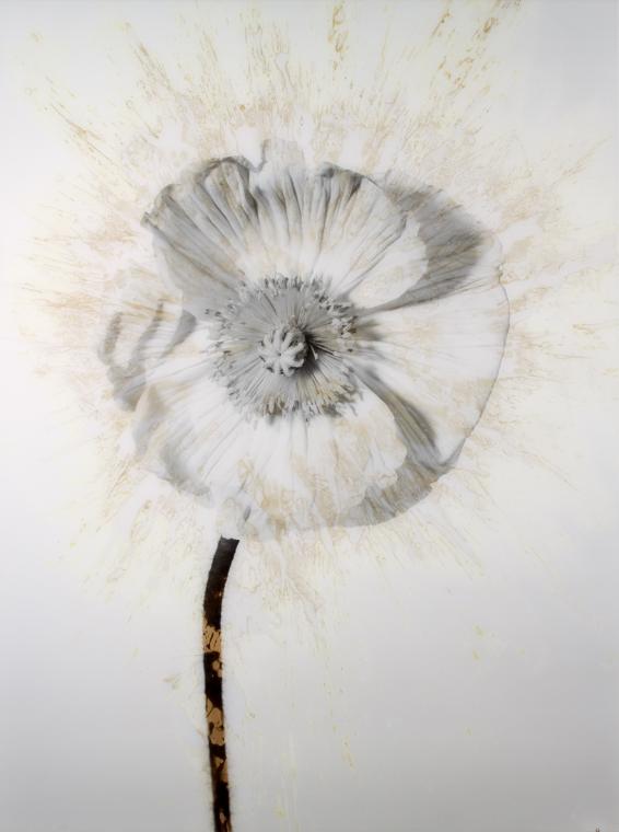 Stephan Reusse, Pissflower, C-Print, Diasec®-Versiegelung, 1986/2009, 159 x 119 cm, Belvedere, …