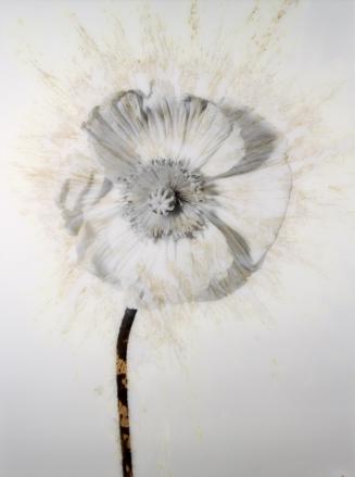 Stephan Reusse, Pissflower, C-Print, Diasec®-Versiegelung, 1986/2009, 159 x 119 cm, Belvedere, …