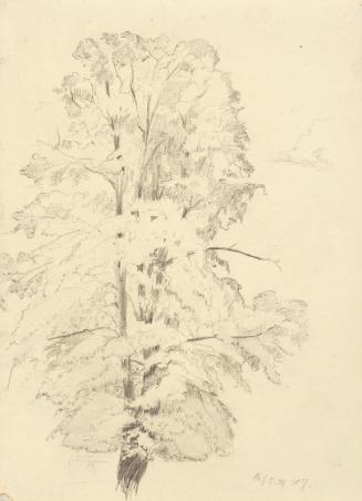 Hildegard Joos, Baum, 1939, Bleistift auf Papier, 27,5 x 19,8 cm, Belvedere, Wien, Inv.-Nr. 100…