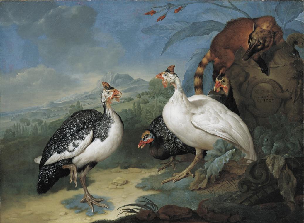 Philipp Ferdinand de Hamilton, Perlhühner und Nasenbär (Ehemals Supraporte im Tafelzimmer des O…