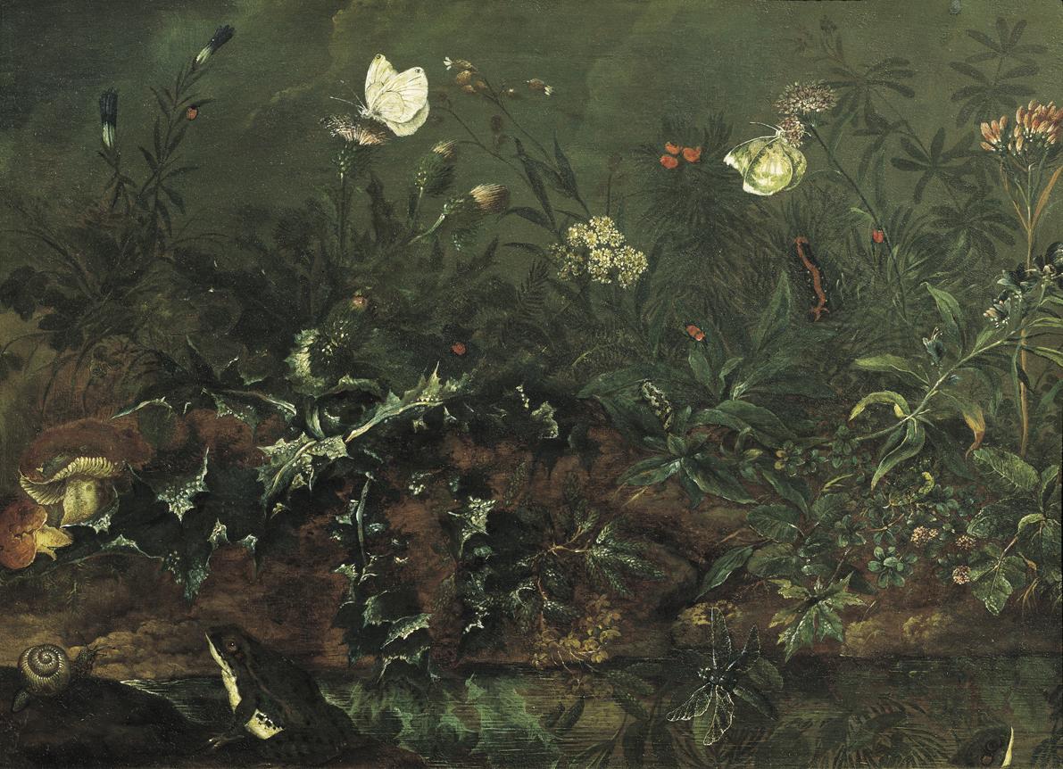 Franz Michael Siegmund von Purgau d. Ä., Rasenstück mit Distel, Fröschen und Libelle, 1738, Öl …
