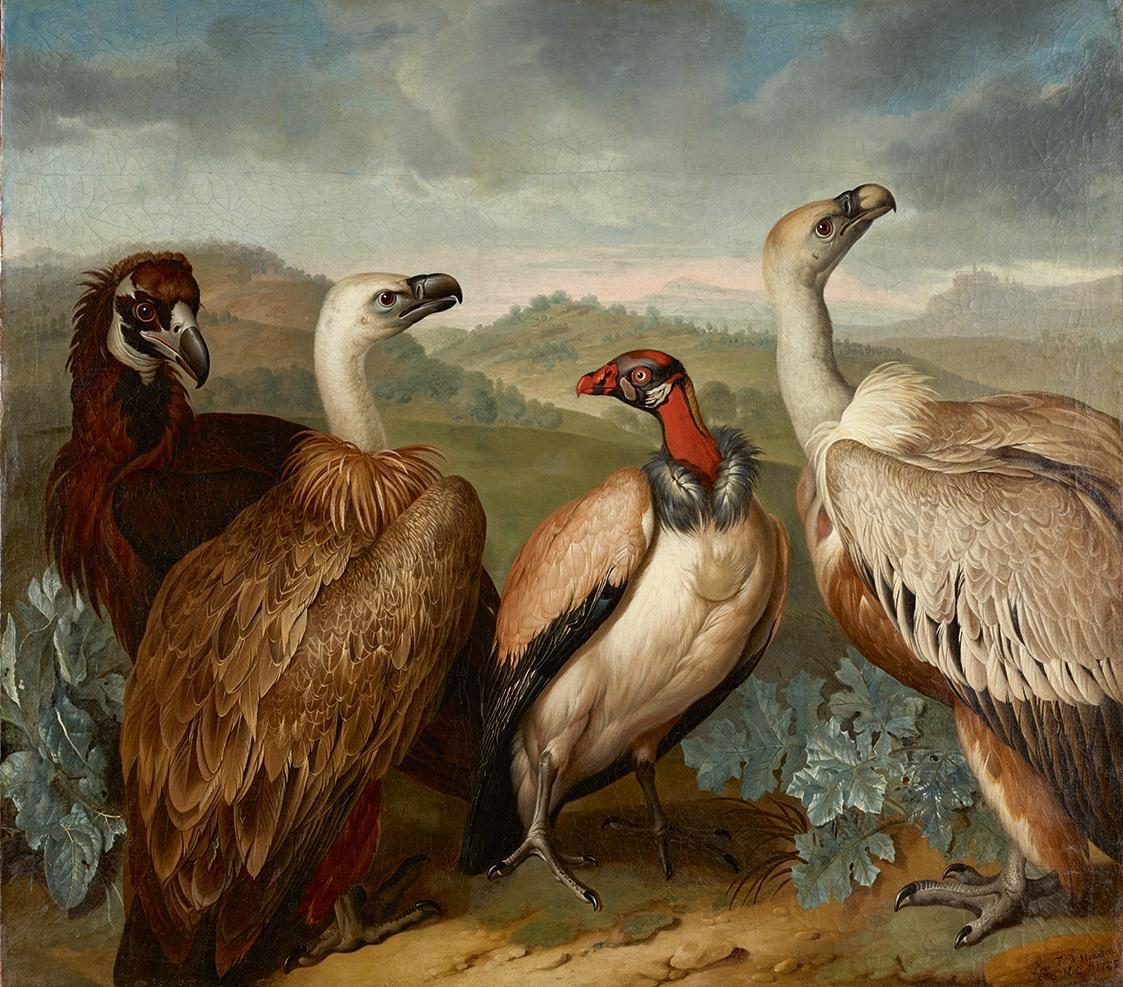 Philipp Ferdinand de Hamilton, Vier Geier verschiedener Art, 1723, Öl auf Leinwand, 110 x 127 c…