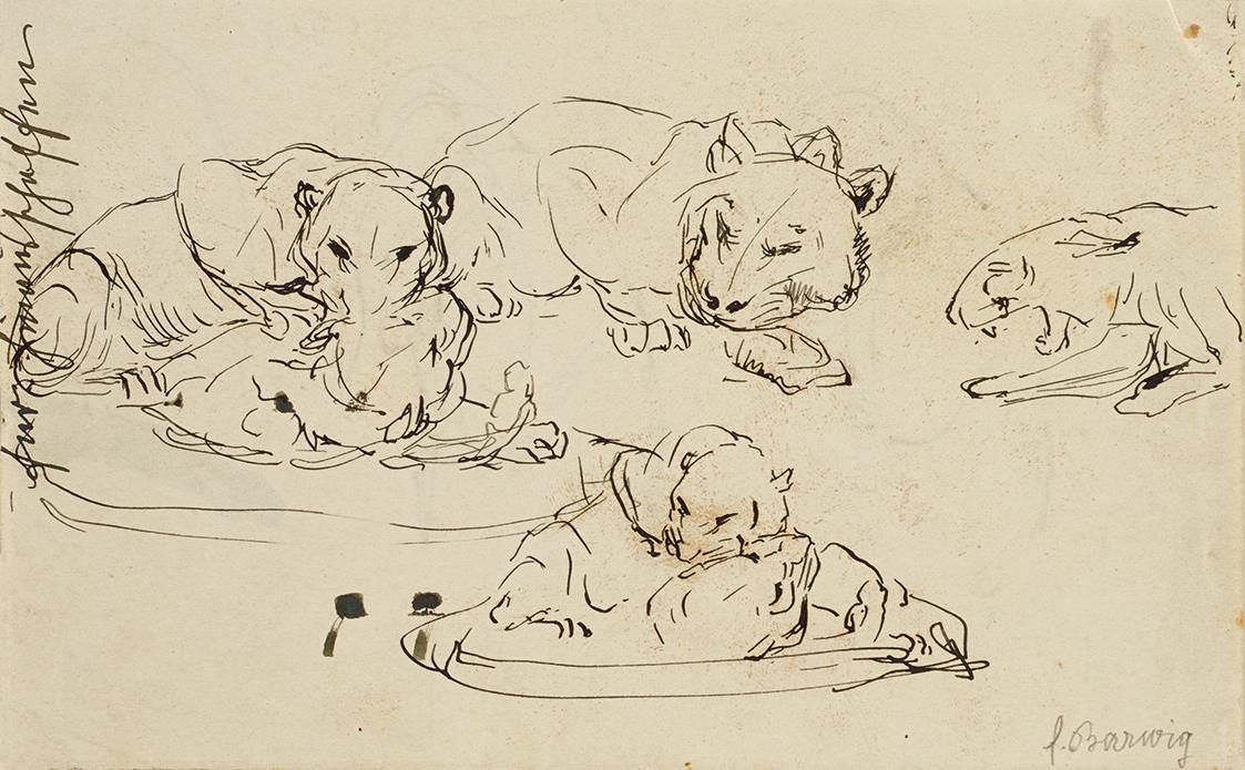 Franz Barwig d. Ä., Raufende Sundapanther, 1906/1907, Tusche auf Papier, 10,5 x 17 cm, Belveder…