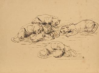 Franz Barwig d. Ä., Raufende Sundapanther, 1906/1907, Tusche auf Papier, 30 x 40 cm, Belvedere,…