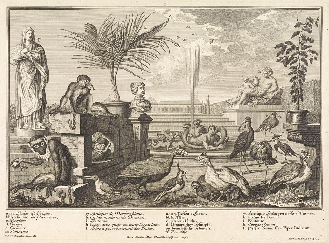 Salomon Kleiner, Affen, Hühnervögel und Regenpfeifer, 1734, Radierung, Druck in Schwarz auf Pap…