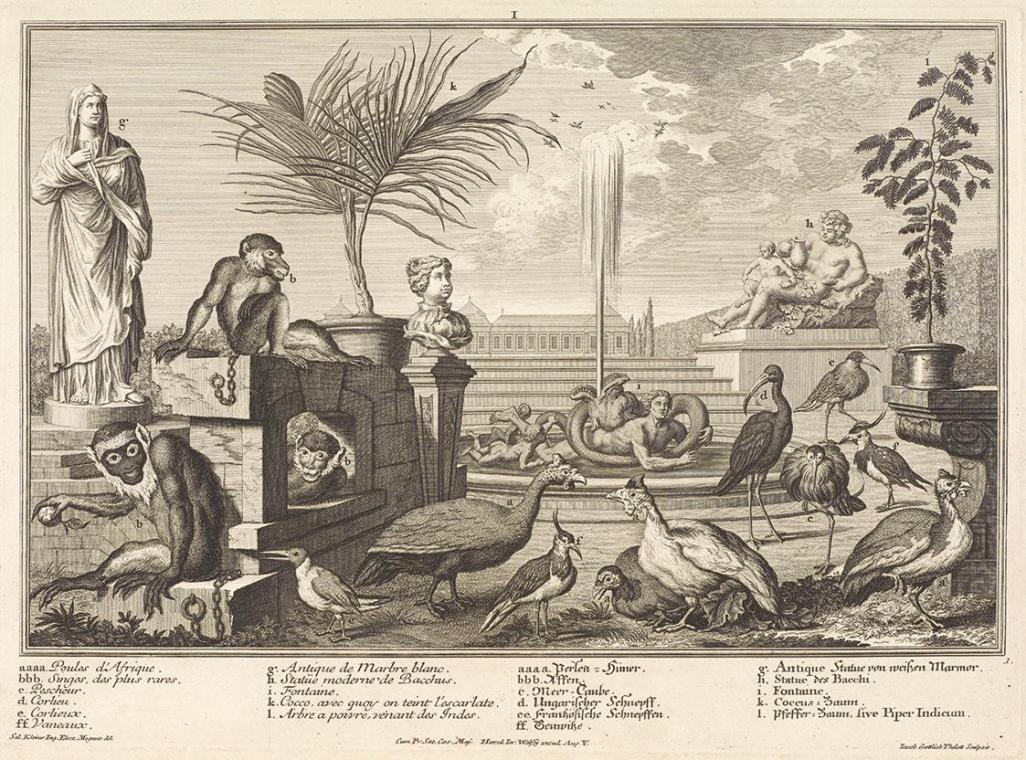 Salomon Kleiner, Affen, Hühnervögel und Regenpfeifer, 1734, Radierung, Druck in Schwarz auf Pap…