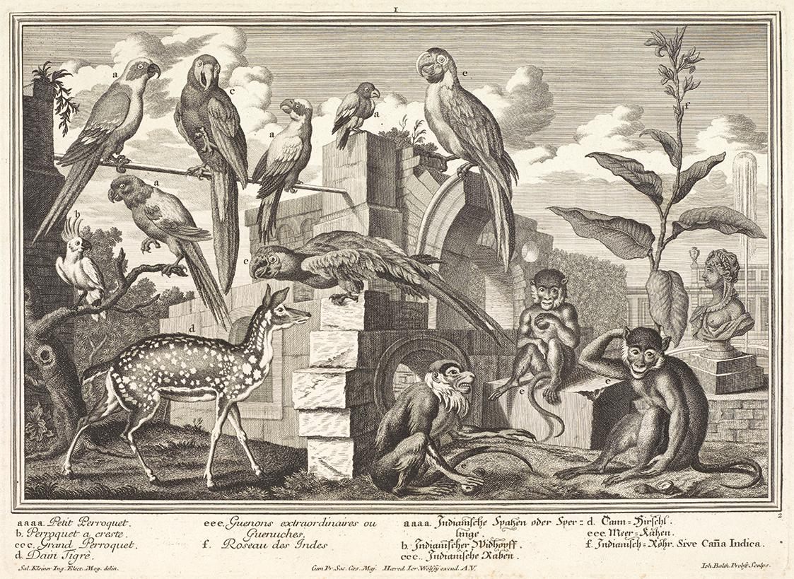Salomon Kleiner, Papageien und Affen, 1734, Radierung, Druck in Schwarz auf Papier, Dauerleihga…