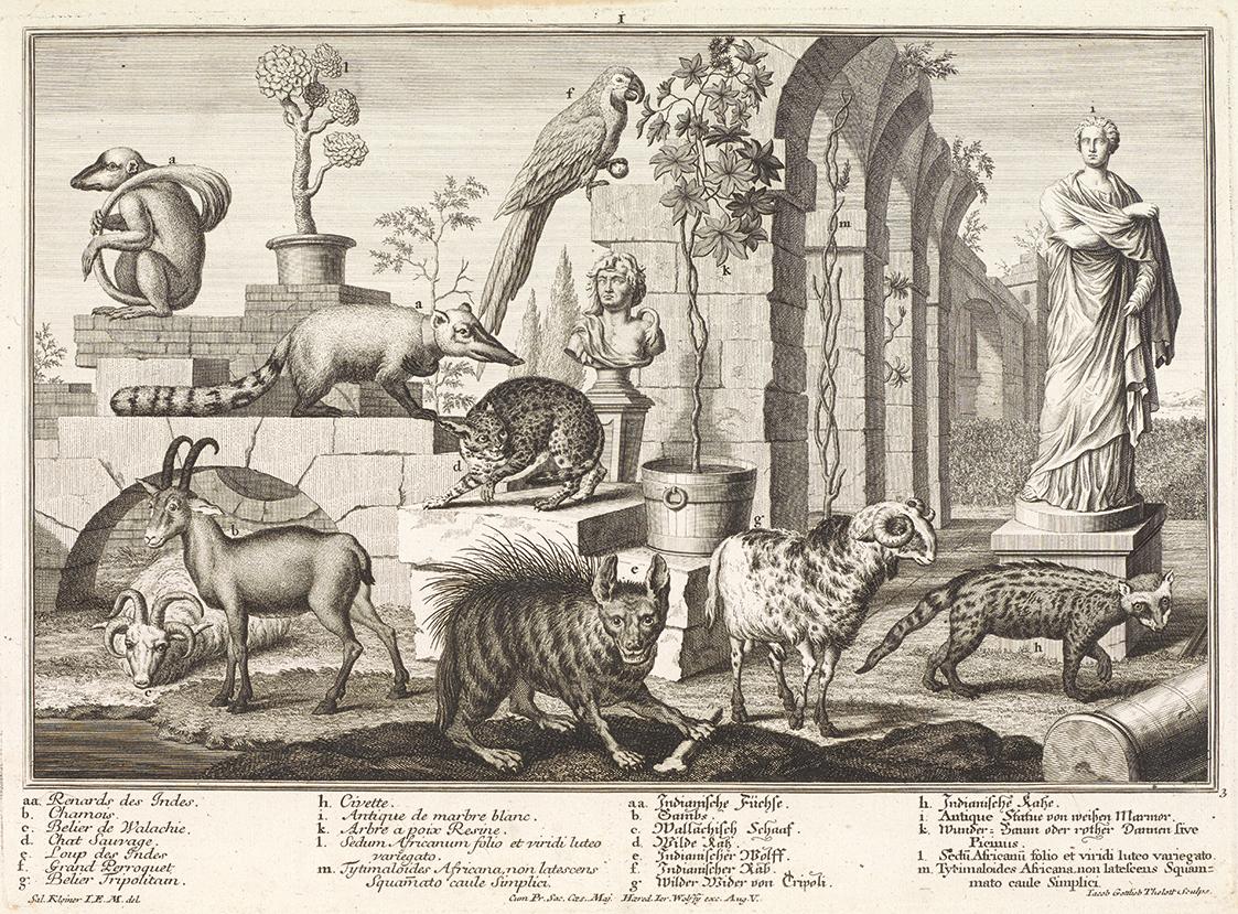 Salomon Kleiner, Hyäne, Wildkatzen, Nasenbär, 1734, Radierung, Druck in Schwarz auf Papier, Dau…